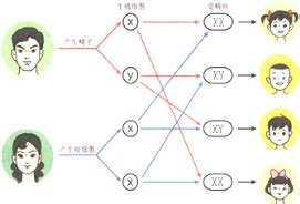 生男生女基因|到底是谁决定了生男生女？